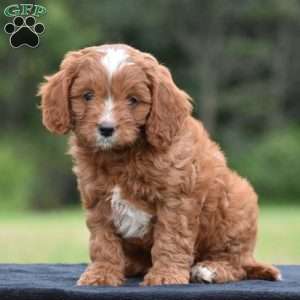 Jasper, Cavapoo Puppy